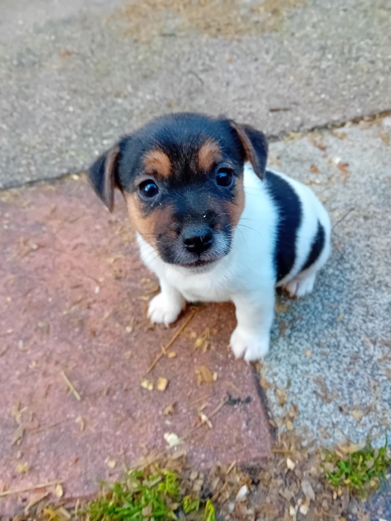 du creux du nant - Chiot disponible  - Jack Russell Terrier