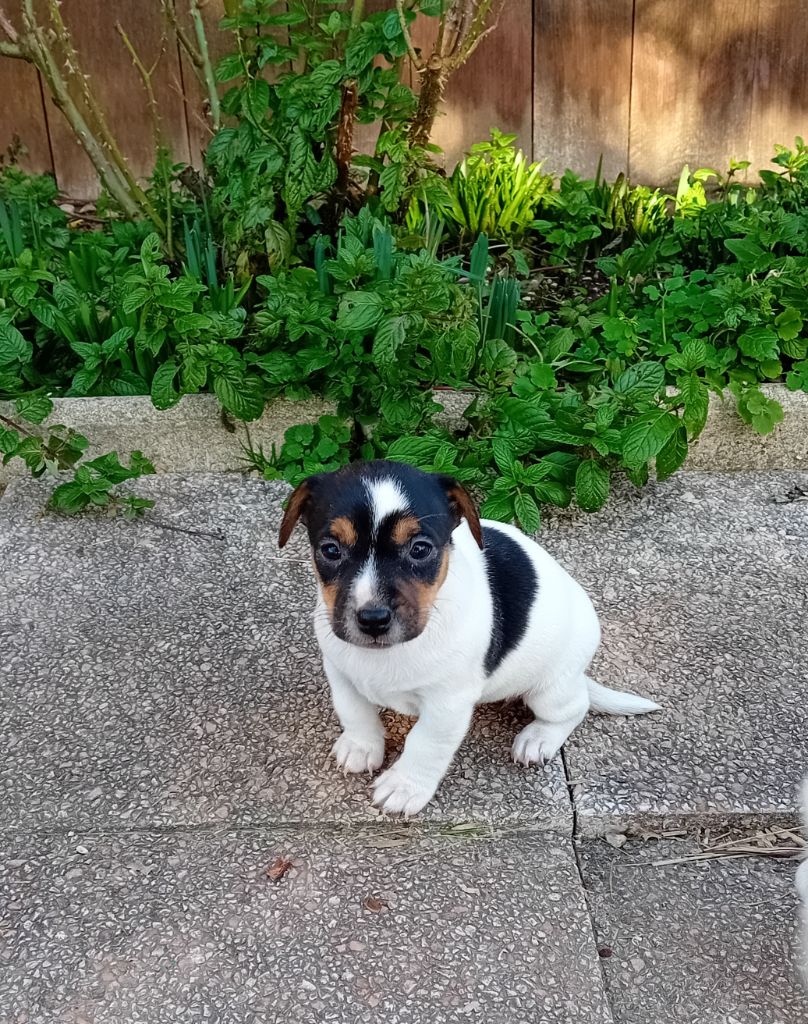 du creux du nant - Chiot disponible  - Jack Russell Terrier