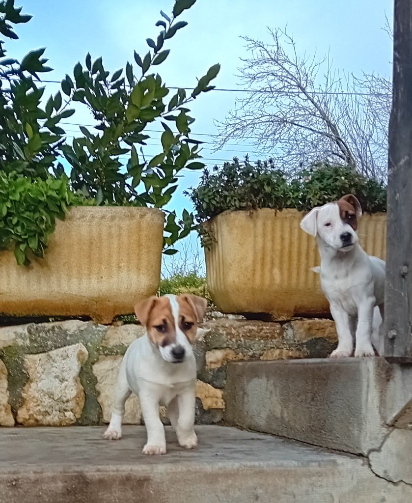 chiot Jack Russell Terrier du creux du nant