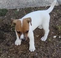 du creux du nant - Jack Russell Terrier - Portée née le 12/07/2020
