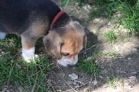du creux du nant - Beagle - Portée née le 01/05/2021