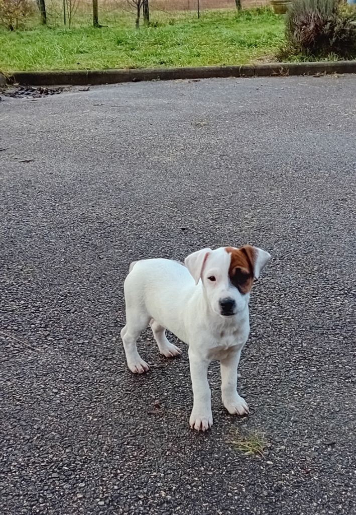 du creux du nant - Chiot disponible  - Jack Russell Terrier