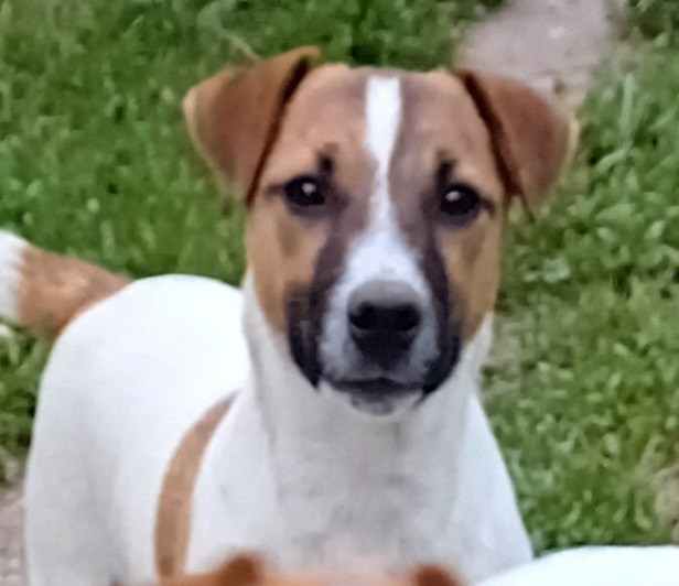 Vicking du creux du nant