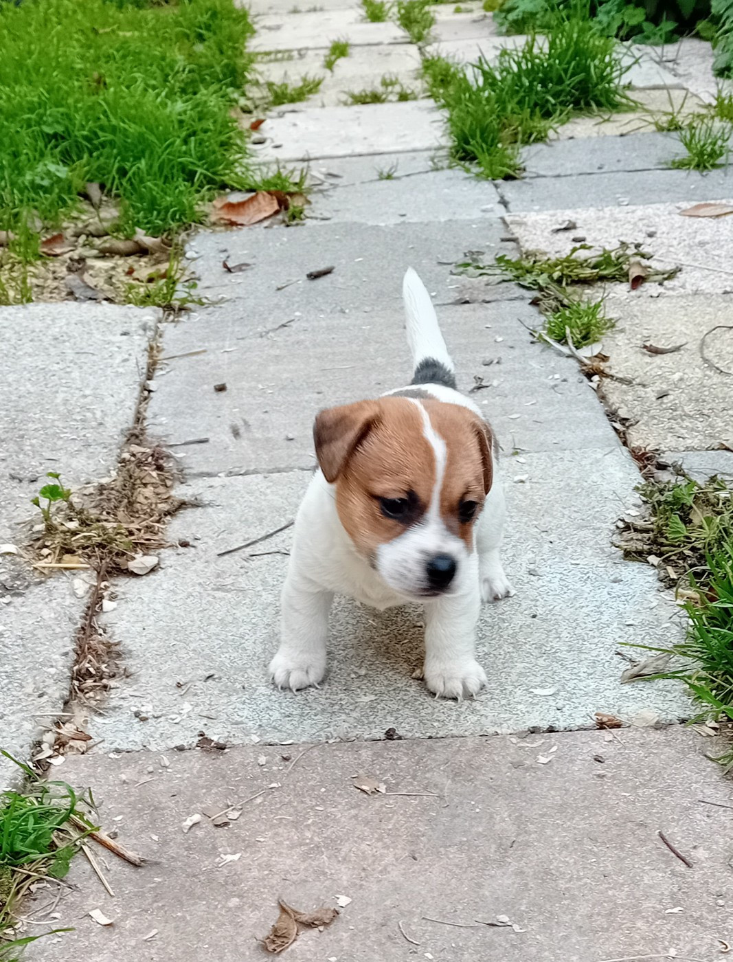 du creux du nant - Chiots disponibles - Jack Russell Terrier