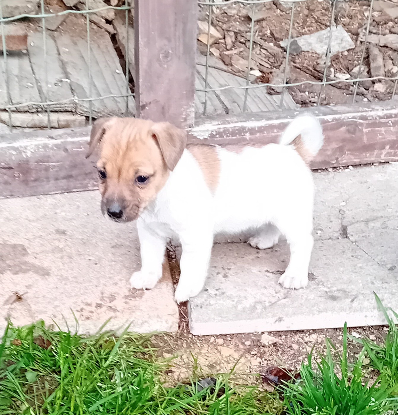 du creux du nant - Chiots disponibles - Jack Russell Terrier