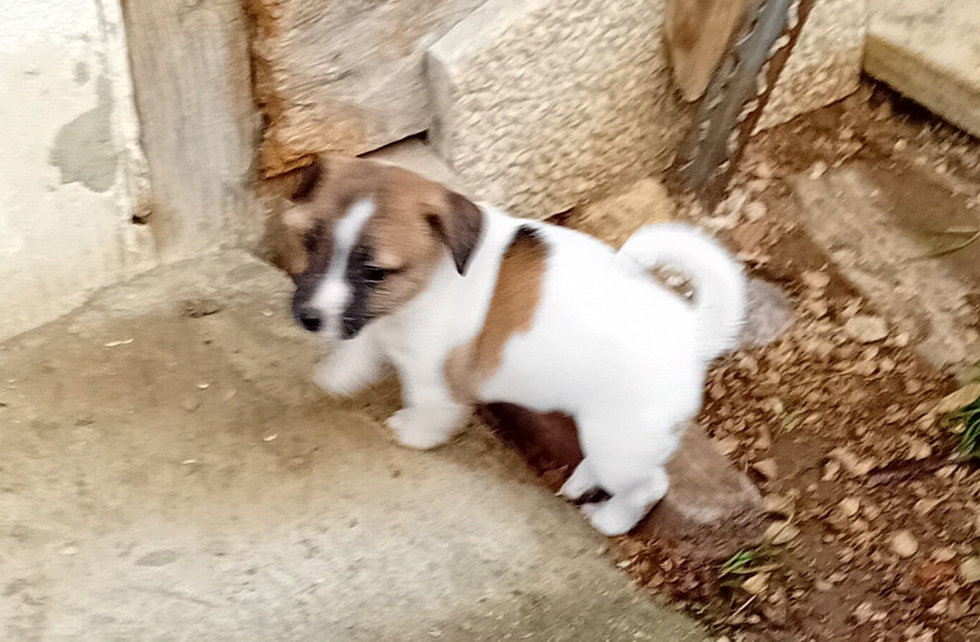 du creux du nant - Chiots disponibles - Jack Russell Terrier