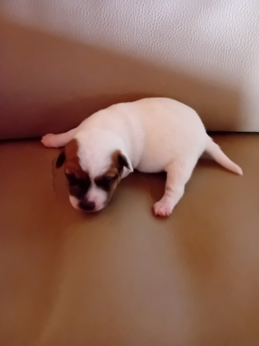 du creux du nant - Chiots disponibles - Jack Russell Terrier