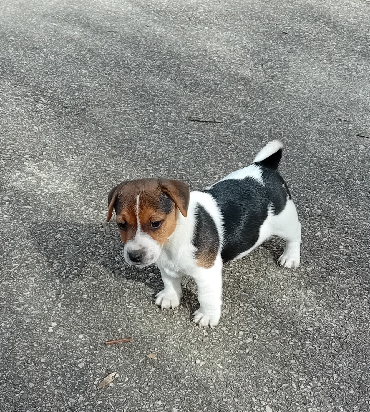 du creux du nant - Chiots disponibles - Jack Russell Terrier