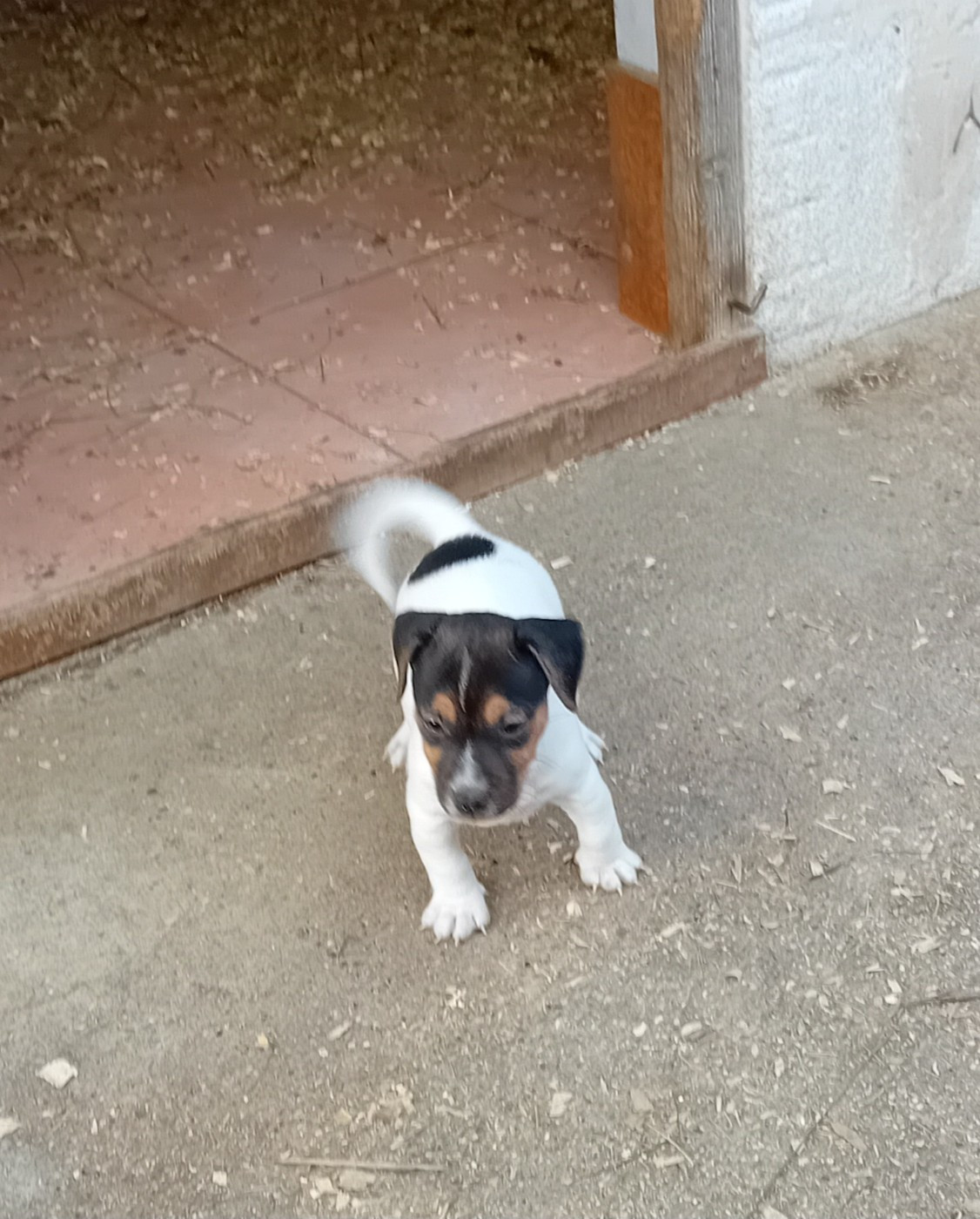 du creux du nant - Chiots disponibles - Jack Russell Terrier