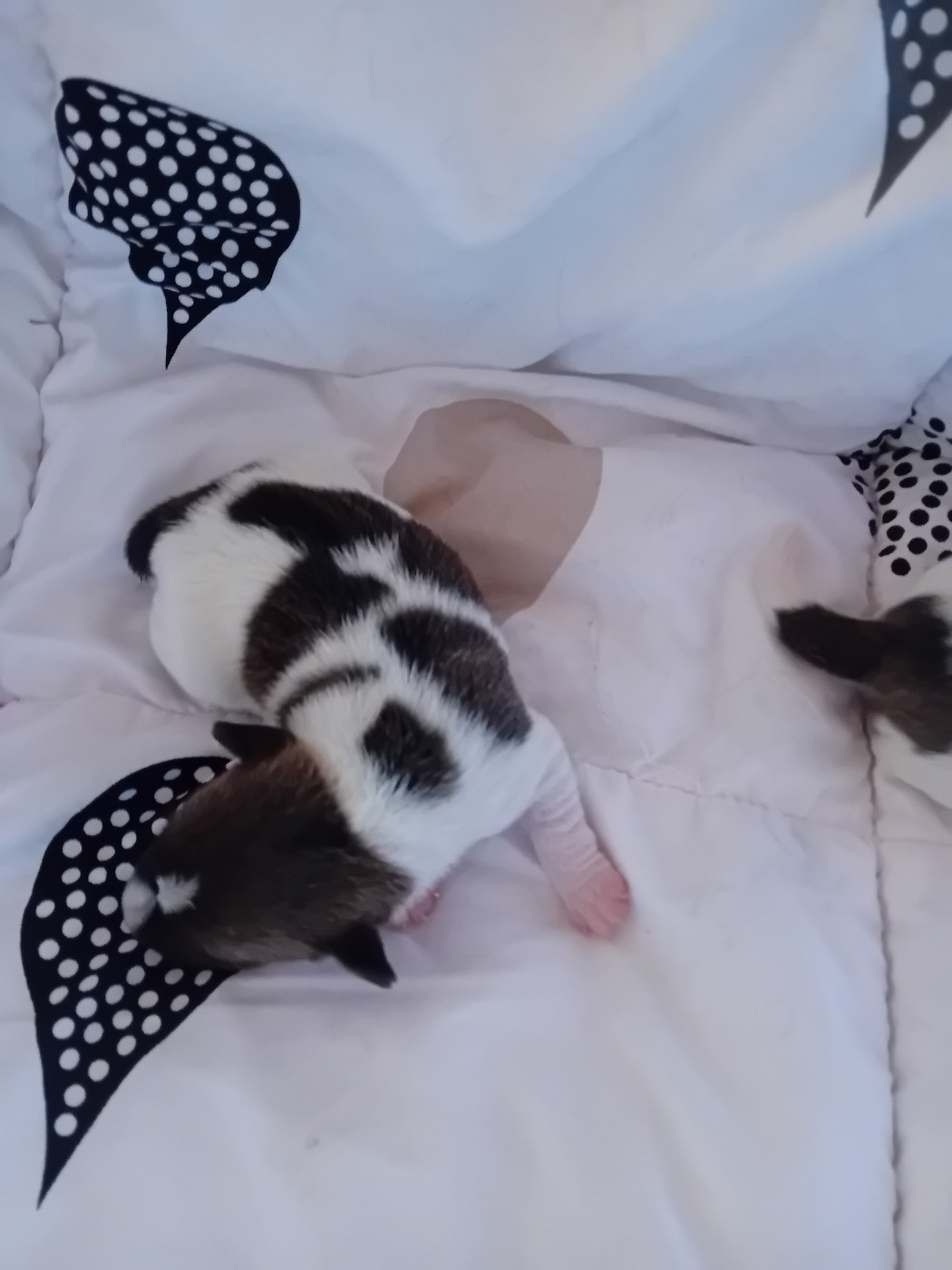 du creux du nant - Chiots disponibles - Jack Russell Terrier