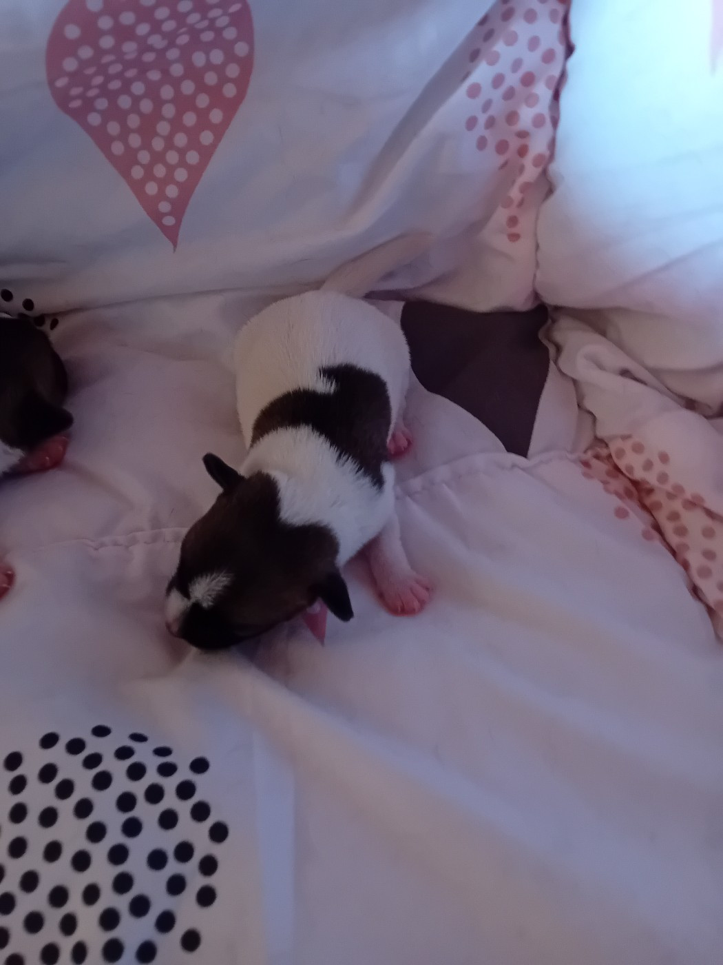 du creux du nant - Chiots disponibles - Jack Russell Terrier