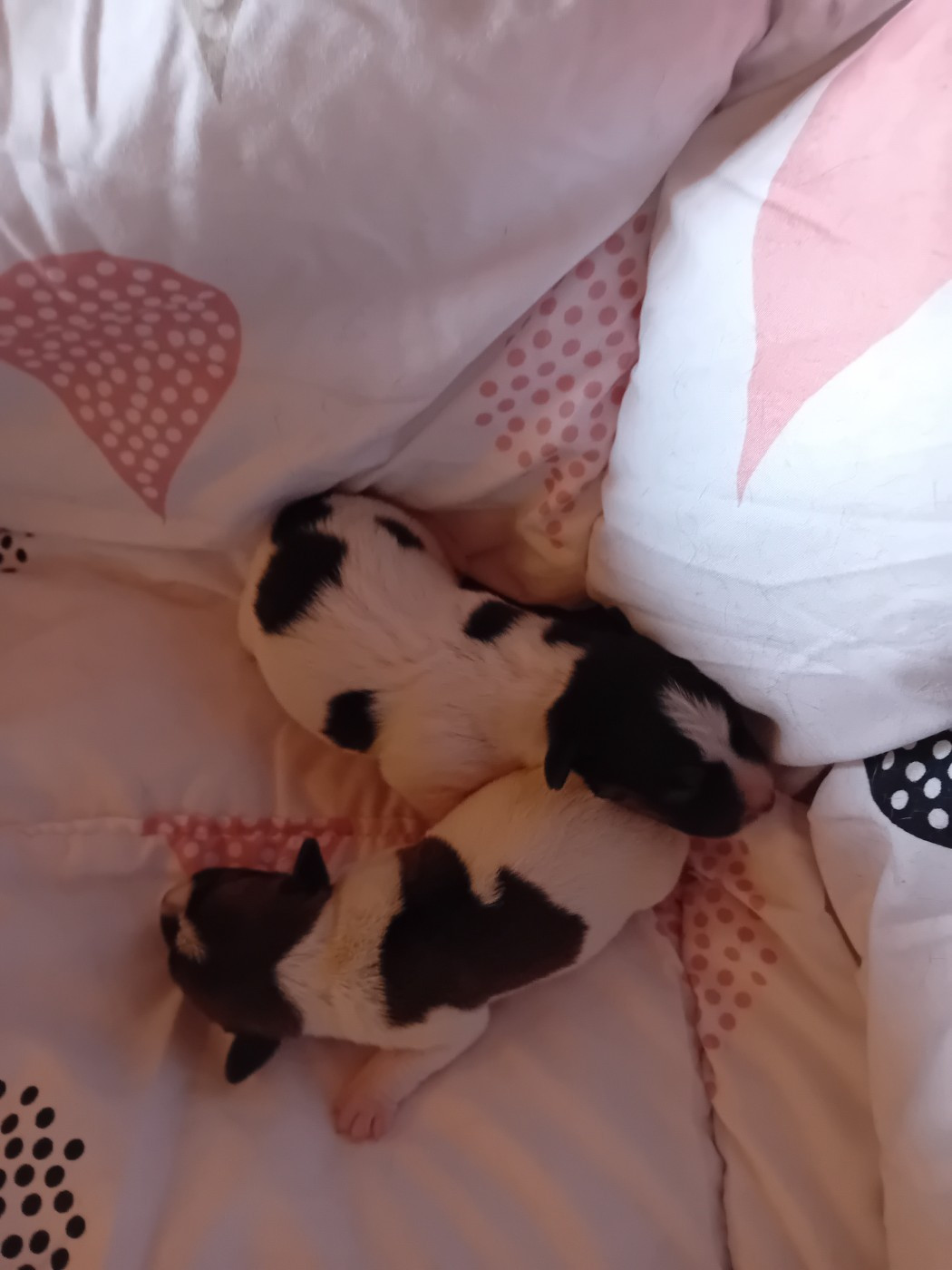 du creux du nant - Chiots disponibles - Jack Russell Terrier