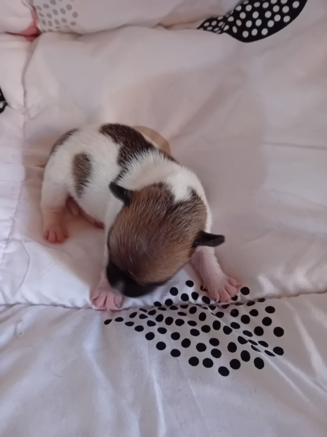 du creux du nant - Chiots disponibles - Jack Russell Terrier