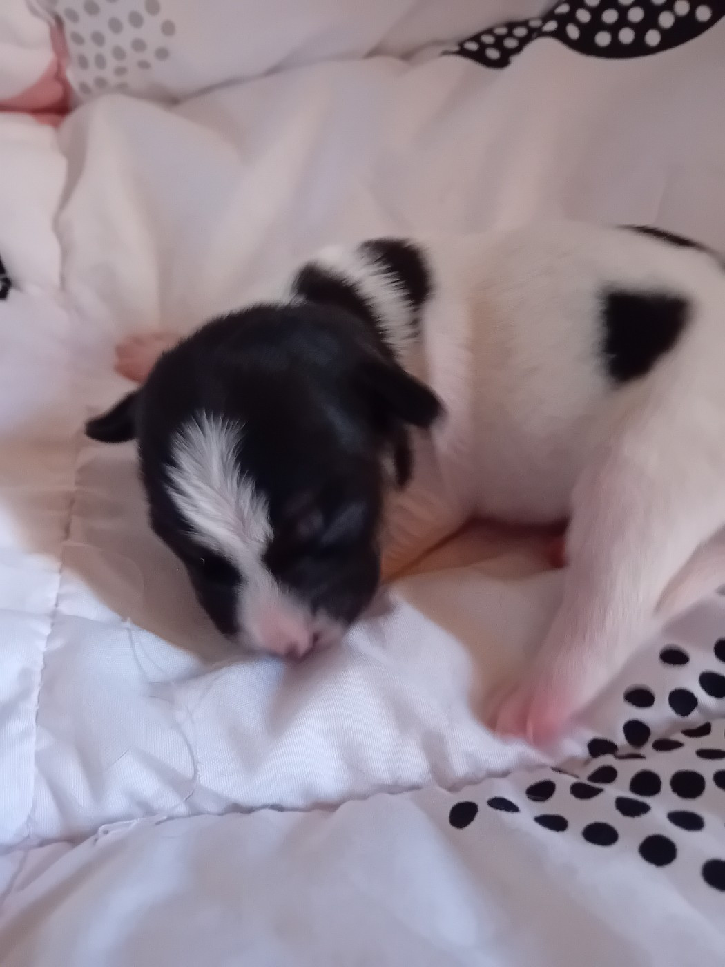 du creux du nant - Chiots disponibles - Jack Russell Terrier