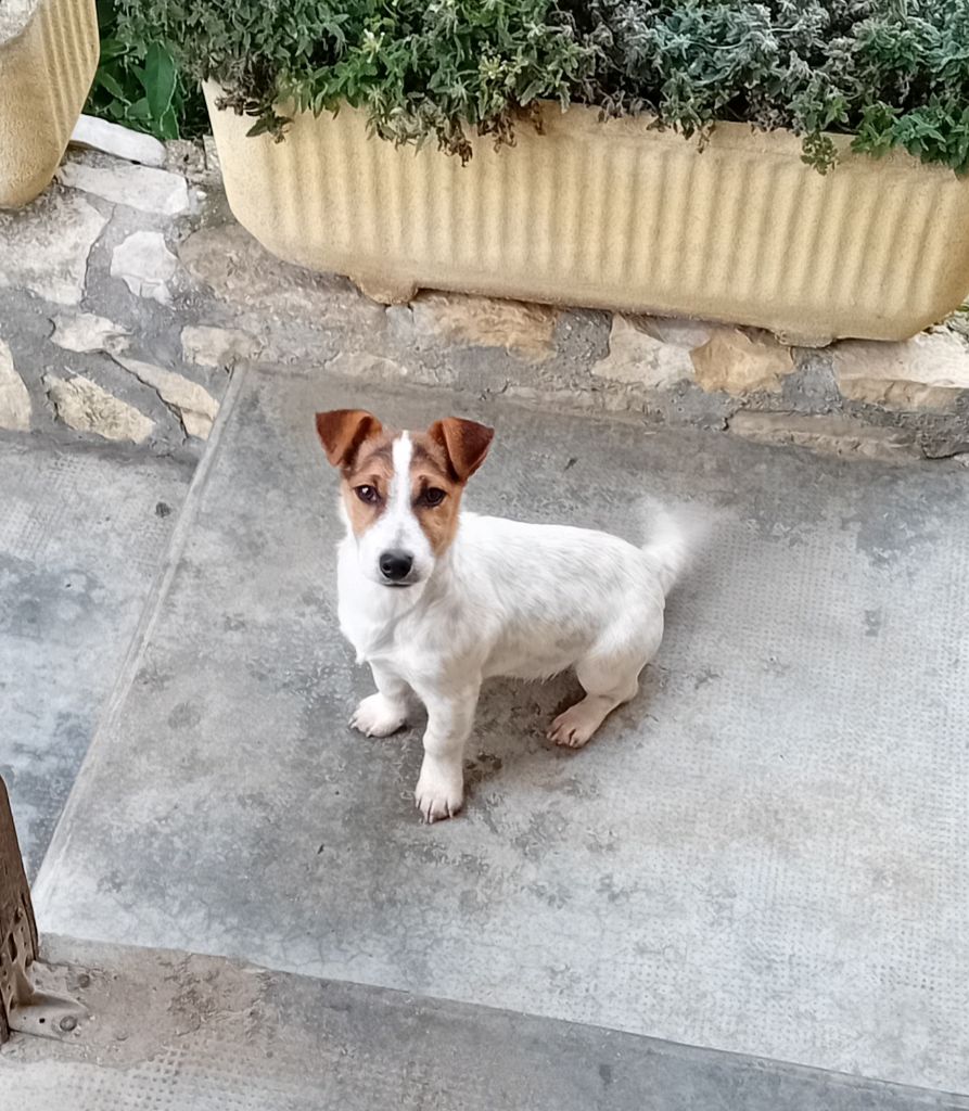 du creux du nant - Chiots disponibles - Jack Russell Terrier