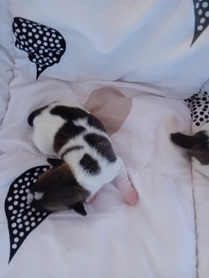 CHIOT 3