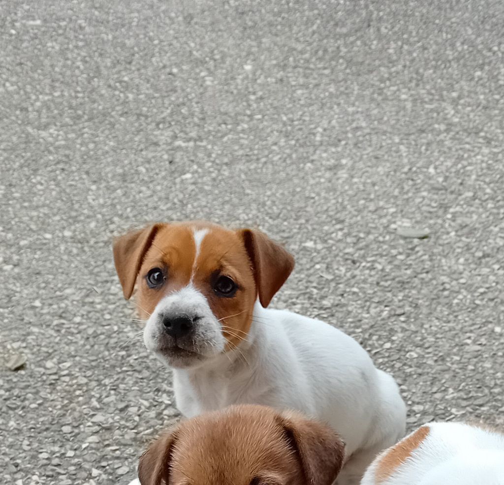 du creux du nant - Chiots disponibles - Jack Russell Terrier